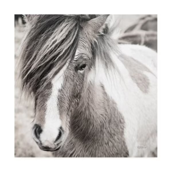 Laura Marshall 'Elska IV BW' Canvas Art, 35x35, Trademark Fine Art, Mfr#: WAP11707-C3535GG